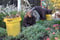5 Top Fall Tasks To Give Your Landscape The Biggest Bang For Your Buck