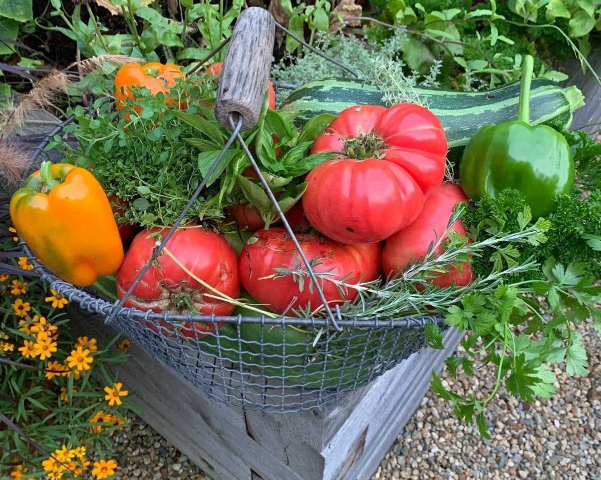 Food gardening for beginners: Learn to grow fruits and vegetables